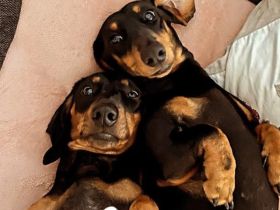 Wurfankündigung Dackel Kurzhaar Black and Tan