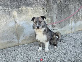 Darf Merle bald an deiner Seite durchs Leben gehen?