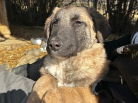 Benji sucht ein ruhiges Zuhause