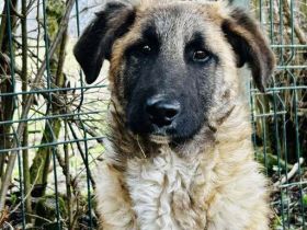 Benji sucht ein ruhiges Zuhause
