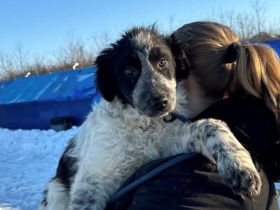 Zuhause gesucht für Fraggle