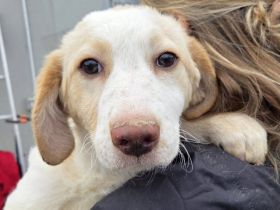 Zuhause gesucht für Soja