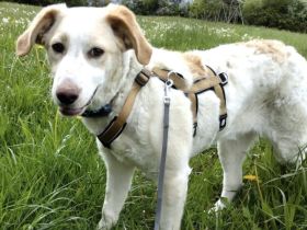 Zuhause gesucht für Soja