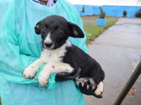 Körbchen gesucht für Kimba