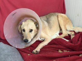 Schenkst du Poldo ein Zuhause?