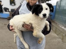 Batuffolo wünscht sich eine aktive Familie