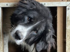 Prachtmädchen Popsicle