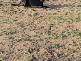 Malinois X Herder Hündin