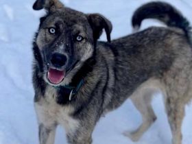 Wer schenkt Demelza ein liebevolles Zuhause?