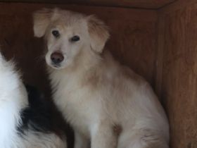 Zuhause gesucht für Sally