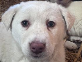 Ami wartet schon auf dich!