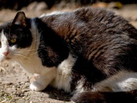 Finley - ruhiger Kater sucht Zuhause