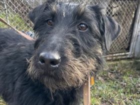 Liebe, freundliche Abby