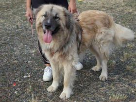 Zuhause gesucht für Troyan