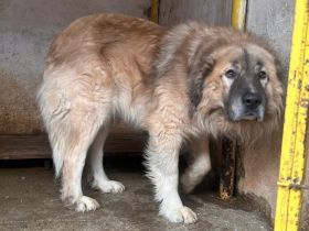 Zuhause gesucht für Troyan