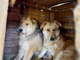 Miro sucht ein ruhiges Zuhause