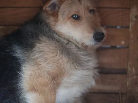 Miro sucht ein ruhiges Zuhause