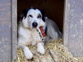 Darf Wotan bei dir ankommen?