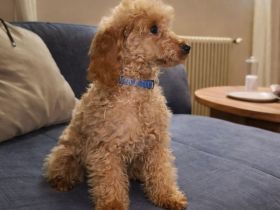 Abgabebereite Toypudel & Zwergpudel Welpen mit Ahnentafel