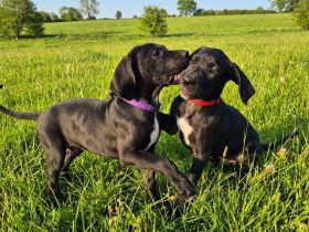 Deutsche Doggen Welpen