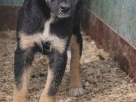 Ronja- Welpenmädchen, Welpe weiblich aus Bosnien braun schwarz