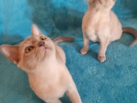 Burma Kitten