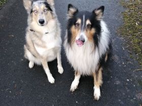 Wunderbare Welpen zu vermitteln