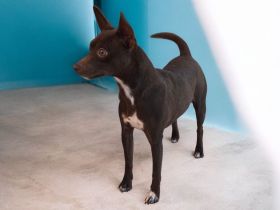 American Hairless Terrier Hündin coated Variante