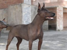 American Hairless Terrier Hündin