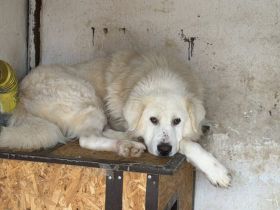 Sydney - sanfter Riese sucht Zuhause