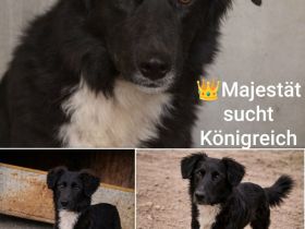 Mufasa- Mischling, Rüde, Mischlingshund, jung, aufgeschlossen, menschenbezogen sucht sein Zuhause