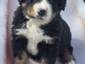 Süßer Berner Sennenhund Welpe Rüde sucht ab ca. Mitte/Ende April ein liebevolles Zuhause