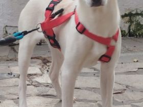 Ilvi und Indi, - 10/25 - Zukunft gesucht!