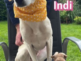 Indi, - 10/25 - wartet in 26689 Apen auf Besuch!