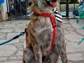 Ilvi, Indi, Ilja und Igor, 10/25 -Zukunft gesucht