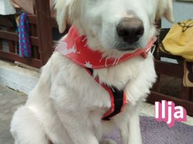 Ilvi, Indi, Ilja und Igor, 10/25 -Zukunft gesucht