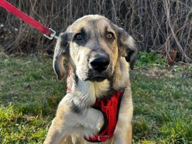 Benedict - anhänglich und verschmust