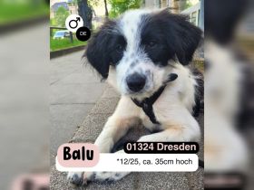 BALU möchten die Welt kennenlernen