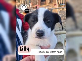 BALU und LILLY möchten die Welt kennenlernen