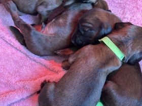 BGS, Bayrische Gebirgsschweisshunde-Welpen, ohne Papiere