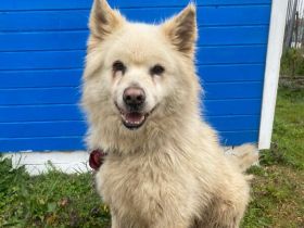 Über Lewi der Prinz mit Prinzipien