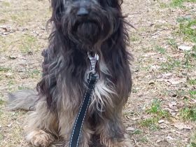 Pepper, sehr lieb und verträglich