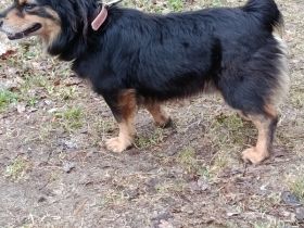 Timmy sehr lieb und agil