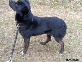 Randy, noch etwas schüchtern aber sehr lieb