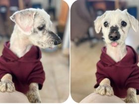 Kenzo – kleiner, anhänglicher Herzenshund