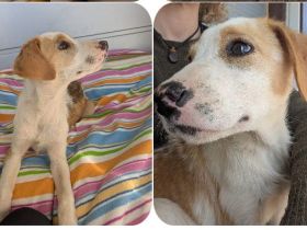 Fanni – kleines Mädchen auf der Suche nach Liebe