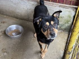 Freundlicher und zugewandter Musti sucht Körbchen