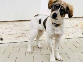 Freundliches Hundemädchen Jasmina sucht Zuhause mit Garten