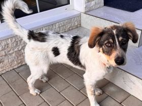 Freundliches Hundemädchen Jasmina sucht Zuhause mit Garten