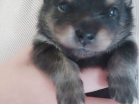 Pomeranie Zwergspitz